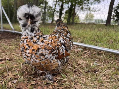 #ad 6 NPIP Quality Silkie Hatching Eggs. Frizzles Satins Showgirls Possible $60.00