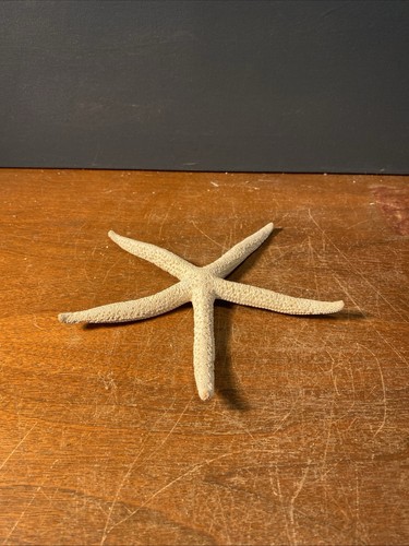 8” Wide Finger Starfish Sea Shell Whitish Color No Broken Arms