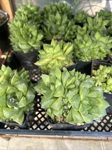 Haworthia - Picture 1 of 4