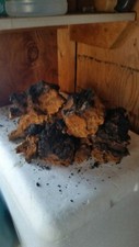 Hand picked Vermont organic chaga air dried for sale 40 lb. Plus shipping.