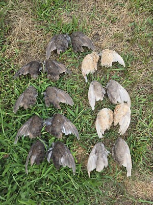 1 set Quail Wings - Dried your pick