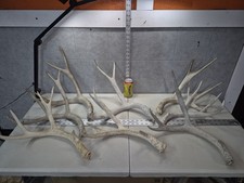 10 Lbs! Bulk Lot BIG MULE DEER! Antler Shed Cuts Horn Rack Weathered Chalk Buck