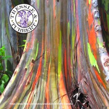 Eucalyptus deglupta  Rainbow 15 seeds, Rare, UK Seller, free