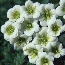 Saxifraga fleece plug plants garden white flowers hardy perennial, pack of 3