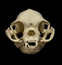 Cat Skull Replica Persian Cat Skull Life Size Animal Skull Model Rare