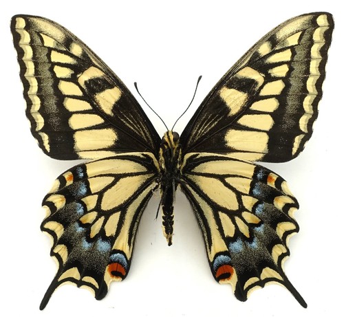 PAPILIO BAIRDI FEMALE FORM BRUCEI (YELLOW FORM) FROM UTAH, USA - Bild 3 von 3