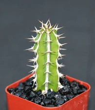 EUPHORBIA GRANITICOLA exotic  rare cactus plant cacti bonsai succulent 2" pot