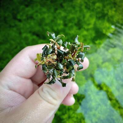 Bucephalandra Purple Mini | Buce Aquarium Plants Factory® | eBay