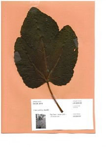 Italian-258-fig-tree-rare-fig-5-cuttings