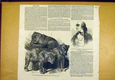 Original Old Antique Print Grisly Bears Zoo Hassenpflug Hesse-Cassel 1850 19th