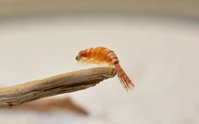 12 Flies - Scuds Nymph Fishing Fly - Orange - Mustad Signature Hooks