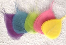 25 Easter Spring variety pastel leaves leaf Po Bo Banyan Skeleton babies Medium