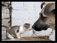 Dog and Kitten giving Nose Kiss Pets Love Friendship Refrigerator Fridge MAGNET
