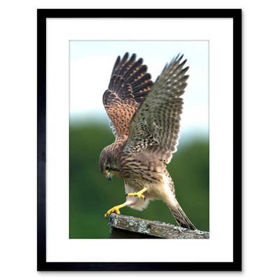 Photo Kestrel Bird Prey Raptor Action Framed Print 9x7 Inch
