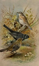 Miniature painting of Birds on Paper, Hand painted fine details