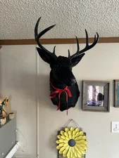 Shoulder Mounted Deer With Antlers That’s Customized.