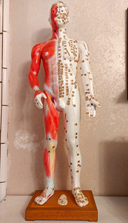 Human Acupuncture Anatomical Model Figure on Wooden Base Red/White for Teaching