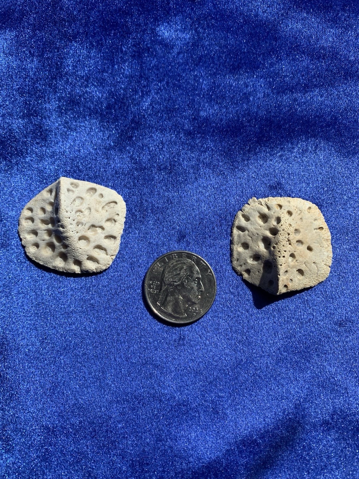 Louisiana Alligator Scute Protection Lucky Talisman (2 pcs)