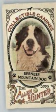 2019 Allen and Ginter Collectible Canines Mini #CC-18 Bernese Mountain Dog