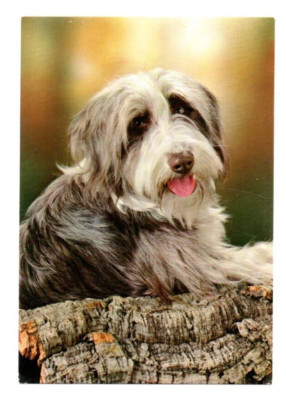 Postkarte Motiv Hund ungelaufen Printed in Italy