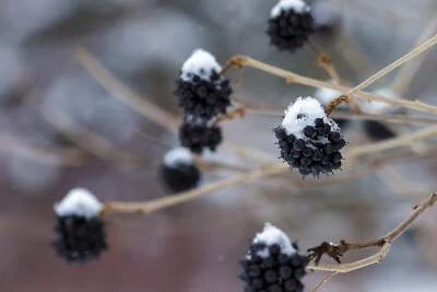 SEEDVILLE USA 20 SIBERIAN GINSENG Eleutherococcus Senticosus Ci Wu Jia Herb Shrub Seeds