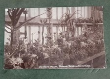 The Plant House Botanic Gardens Cambridge 1906 Photo Postcard 