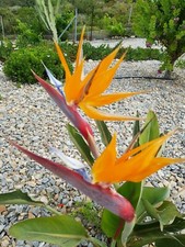 Strelitzie reginae - Paradiesvogelblume -  Samen 10 Stück