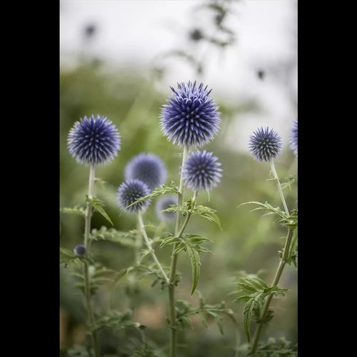 Echinops ritro - Kugeldistel - 9cm Topf - Bild 2 von 9