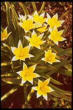 258026 Species Tulips Tulipa Tarda A4 Photo Print