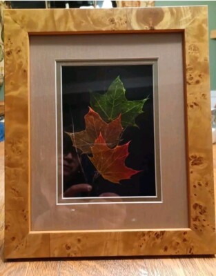 Booker Morey Leaf Lines, Norway Maple Leaves, Shadow Box ,Signed,Numbered 