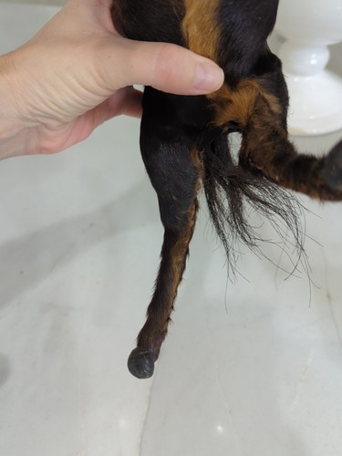 Vecchia antica figura giocattolo cavallo artigianale con vera pelle, pelo di cavallo e occhi di vetro - Foto 11 di 19