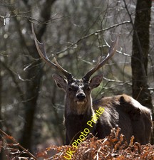 Photo 6x4 A very handsome beast Arne This Sika Deer stag stood and watche c2016