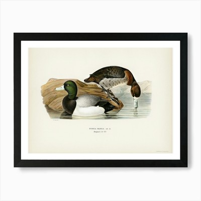 Greater Scaup, Scaup (Nyroca Marila gerahmtes Wandbild Poster Leinwanddruck Bild