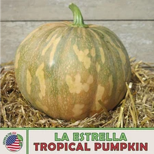 10 La Estrella Tropical Pumpkin Seeds, Hybrid, Non-GMO, Genuine USA