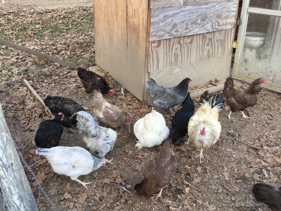 12 Easter Egger Hatching Eggs 1 Order Per Buyer EBay 12 easter egger hatching eggs 1 order per buyer ebay