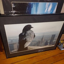 EMPIRE STATE BUILDING Pigeon NYC Original Art PHOTOGRAPHY L@@K A Lot More FS