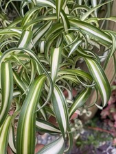 3 Rooted Curly Spider Plants Live Houseplant Chlorophytum comosum 'Bonnie'