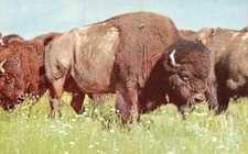 Vtg Postcard Bison Herd Grazing in the Wild Unposted
