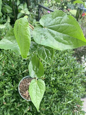 Betel leaf plant, Piper Betle vine,Barui (paan pata) 1ft & up tall  752289591044| eBay