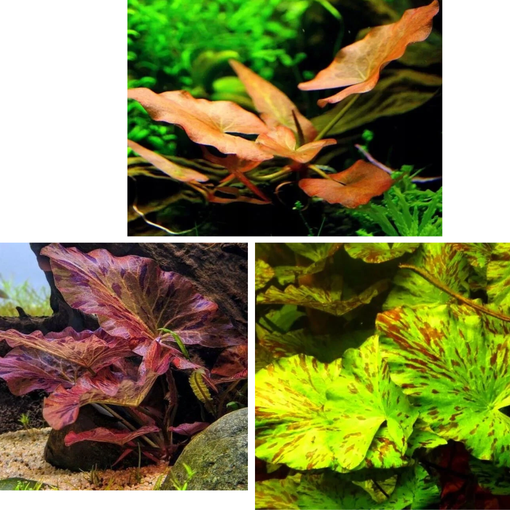 Nymphaea Lotus : Planter Et Cultiver Le Lotus Tigré