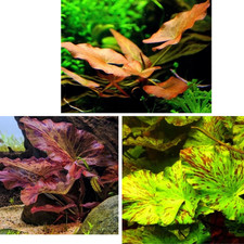 Nymphaea Lotus Aquariumpflanze - grün / rot / Stellata - lebende Wasserpflanze