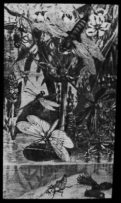 Magische Laternenfolie LEBEN DER DRACHENFLIEGE UM 1910 ILLUSTRATION INSEKTENSTUDIE 