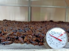 Tropical Parrot Foods Insects Crickets are alternative exotic Dried Natural Bugs