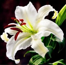 20 SEEDS for White LILY RARE flower exotic bush home garden plant USA Seller