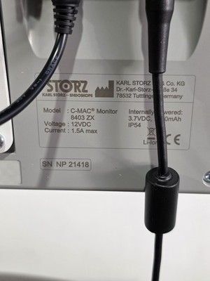 【Macさま専用】Platycerium 'Elsa' とF304 Yahoo!オークション - P.Elsa エルサ F307 Platycerium ビカクシダ 子