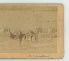 The Mexican Mustang Horse Animals Kilburn Stereoview c1880