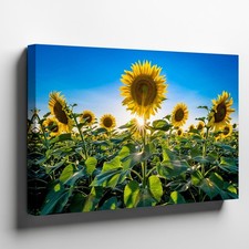 In A Vibrant Field Of Sunflowers, Their Large, Golden-yellow Petals Wall Art