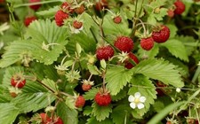 30 Organic Non Gmo Maine Wild Strawberry Bare Roots