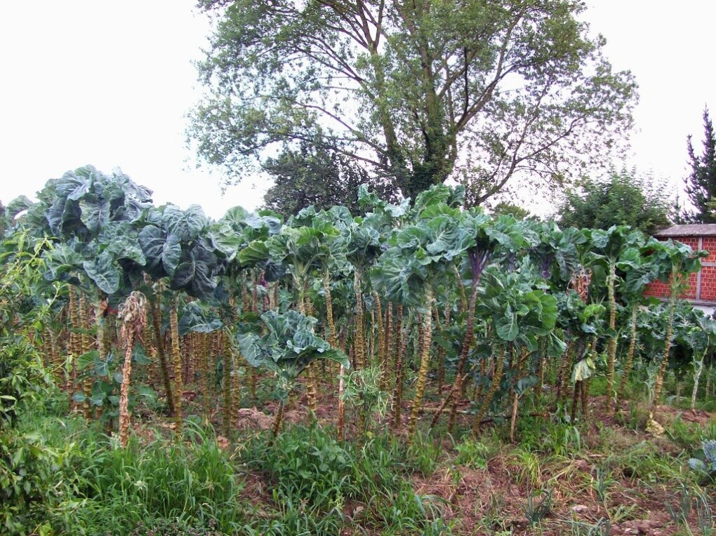250 Graines de Chou cavalier, Collard Greens Galice, Kale tree seeds eBay