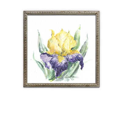 Iris, February Birth Month Flower, Print and painted on Canvas